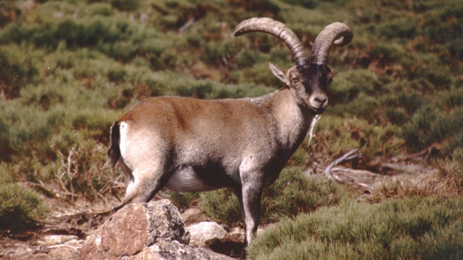 cabra-montesa-caza-siguenza