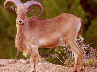 arrui-caza-siguenza