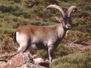 cabra-montesa-caza-siguenza